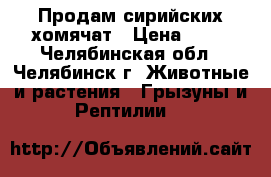 Продам сирийских хомячат › Цена ­ 70 - Челябинская обл., Челябинск г. Животные и растения » Грызуны и Рептилии   